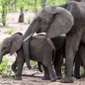 ZMB EAS SouthLuangwa 2016DEC09 KapaniLodge 011 : 2016, 2016 - African Adventures, Africa, Date, December, Eastern, Kapani Lodge, Mfuwe, Month, Places, South Luanga, Trips, Year, Zambia